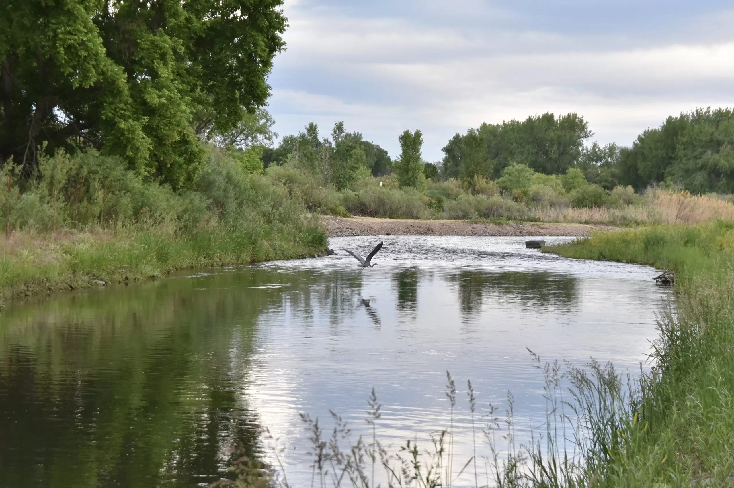 Bird in River